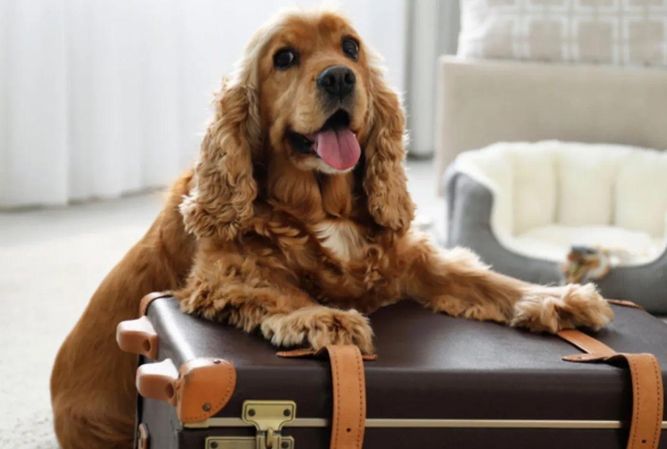 Hond